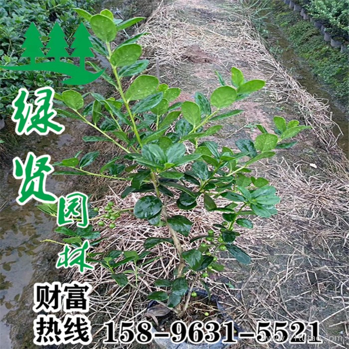 枸骨球基地热销多种规格枸骨苗木  枸骨球 枸骨小苗 优质低价  现场看货货源充足