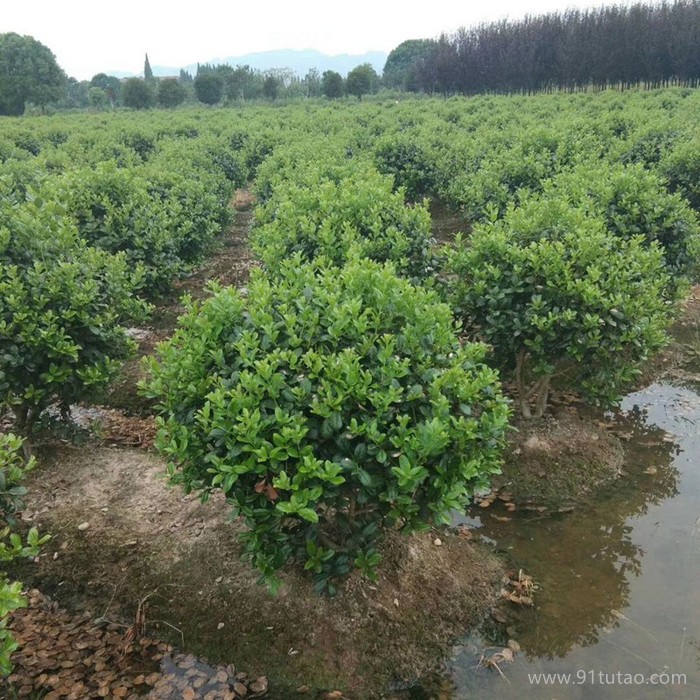 香叶园林 无刺枸骨球有刺构骨球绿化苗木庭院种植观赏色块绿篱行道点缀量大从优构骨球