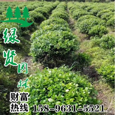 基地批发出售优质枸骨球 绿贤园林苗圃直销精品枸骨球无刺枸骨球 现货充足 价格优惠