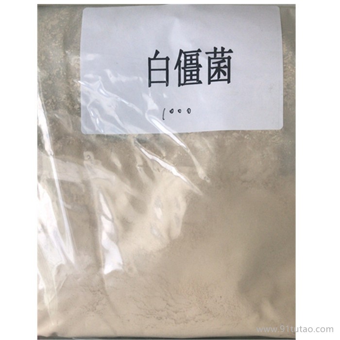 白僵菌 微生物菌种 100亿含量 白僵菌