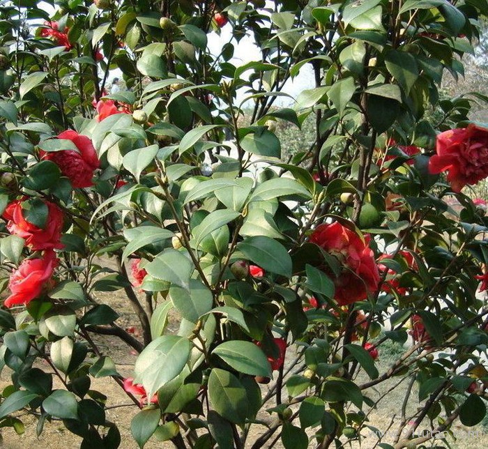 工程绿化 大量 优质2年生茶花苗