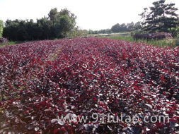 供应湖南绿化苗木花木红花继木  红花继木球 造型红花桎木红花继木树桩盆景