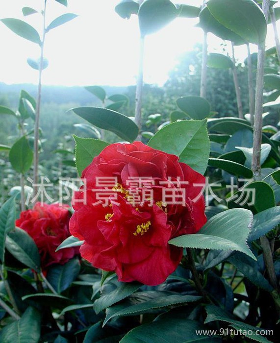 茶花小苗,新品茶花,鹤茶花苗,玲茶花苗,鹤玲茶花苗,茶花苗  茶花泻