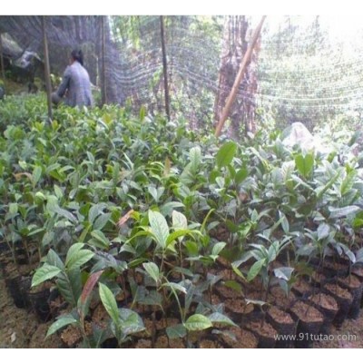 ：茶花小苗 茶花树 山茶花苗 山茶树 规格多数量大 量大优惠