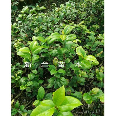 茶花苗 六角大红茶花苗  贝拉茶花苗 室内室外盆栽