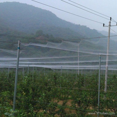 尼龙防鸟网  园林防鸟网 防鸟网生产 防鸟防雹网 透明防鸟网