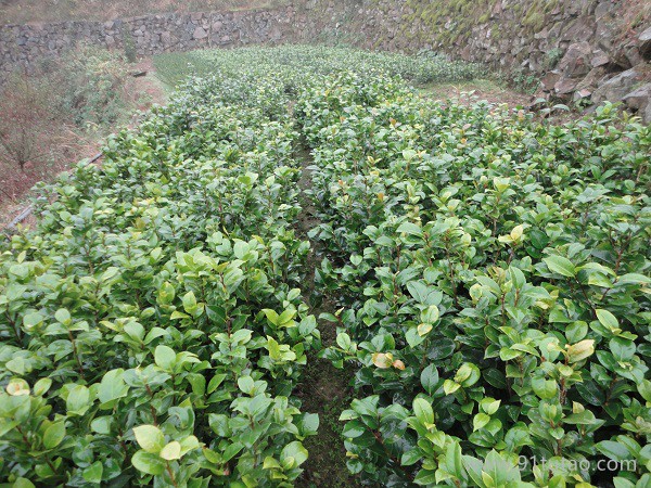 茶花苗 茶花小苗 茶花3年苗 优质浙江茶花苗