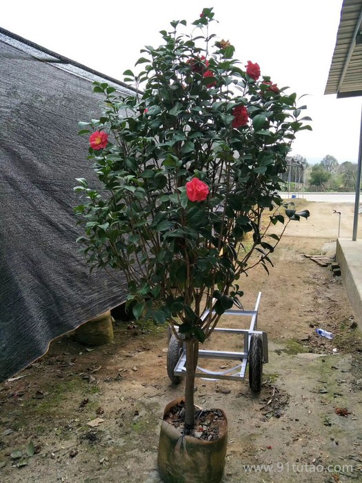 基地批发茶花苗 山茶花苗 供应精品茶花树 茶花球 规格齐全