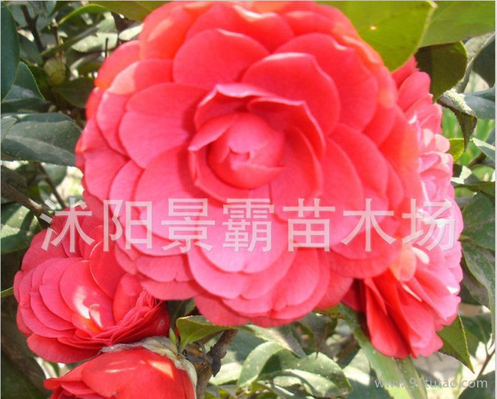 茶花小苗,赤丹茶花苗,品种小苗,盆栽山茶花苗,品种茶花小苗,赤丹