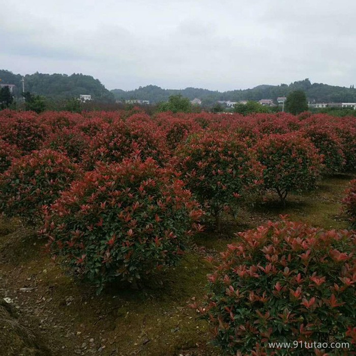 【锦上花】基地直销优质 红叶石楠球 红叶石楠球 等工程绿化苗木