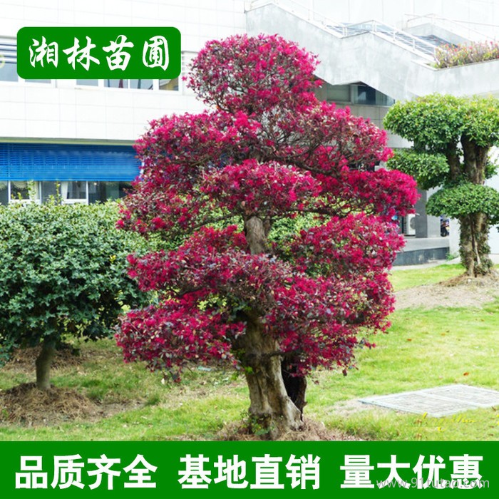 造型红花继木 红花继木球 工程绿化苗木 市政园林红花檵木桩