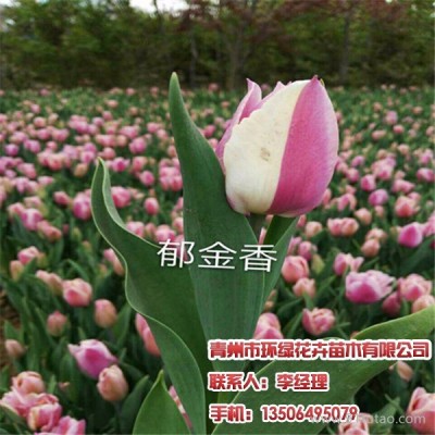 青州蔷薇，金叶莸，请找环绿花卉