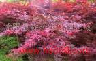 供应红叶石楠、金叶莸、红帽苗木花卉规格齐全红叶石楠