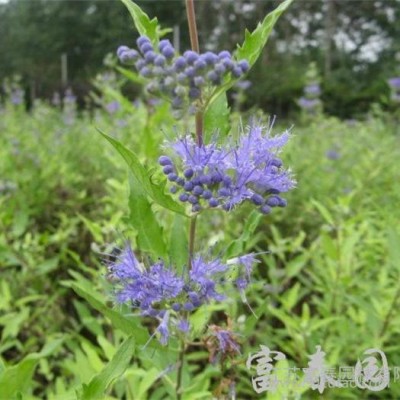 地被植物-金叶莸，苗圃基地大量供应出售金叶莸园林绿化工程小苗，规格全 价格低 品种优，江苏沭阳富春园林欢迎前来采购批发