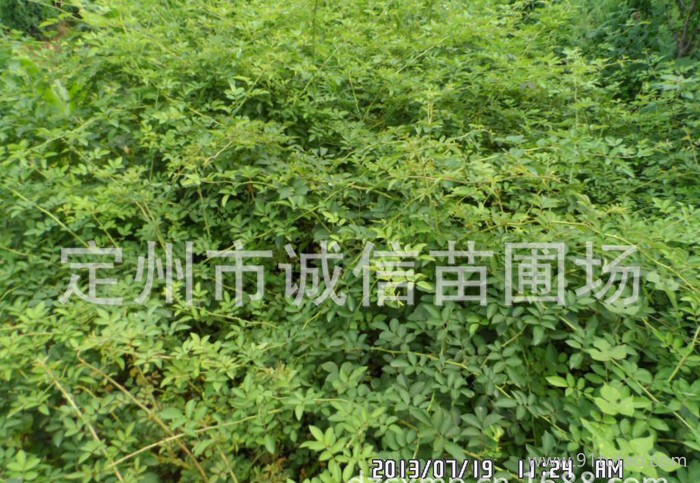 金叶莸种植基地 金叶莸价格 河北金叶莸苗圃 棣棠 迎春 天目琼花苗木价格