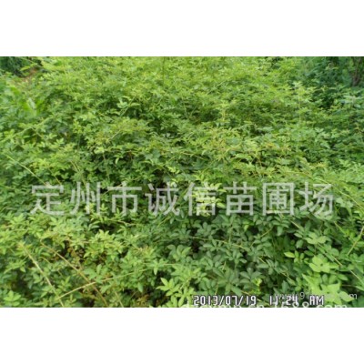 金叶莸种植基地 金叶莸价格 河北金叶莸苗圃 棣棠 迎春 天目琼花苗木价格