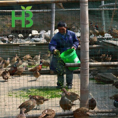 3斤野鸡销售价格 成年野鸡出售 山东省野鸡出售