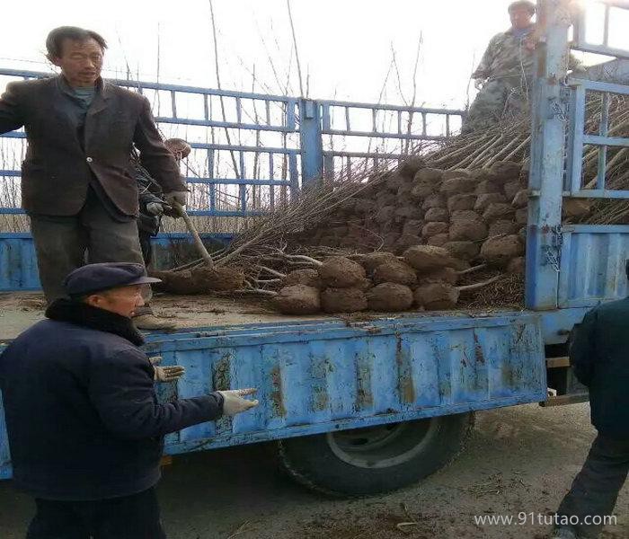 当前石榴树、玉溪石榴树苗出售