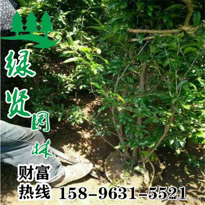 沭阳石榴树基地热销3-7公分优质石榴树  现场看货 现挖现卖 大量现货  低价直销