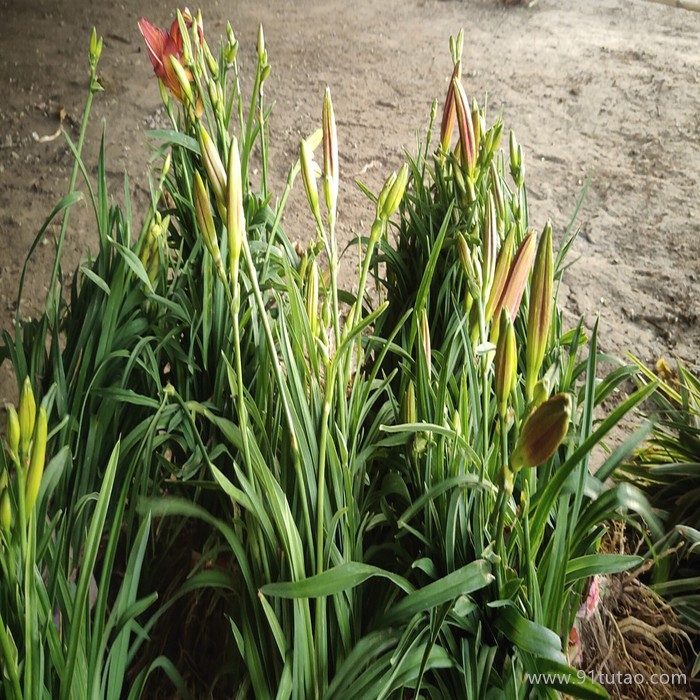 瑞豪 红宝石萱草 红宝石萱草基地 红宝石萱草种植基地 红宝石萱草批发 红宝石苗