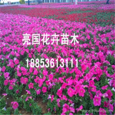 青州碗莲，青州红宝石萱草，请找亮国花卉
