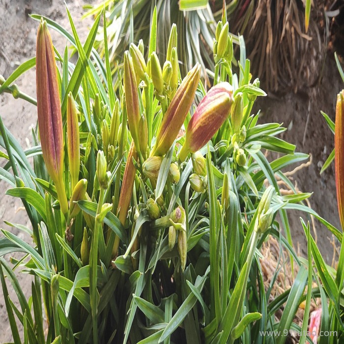 瑞豪 红宝石萱草 红宝石萱草基地 红宝石萱草种植基地 红宝石萱草批发 红宝石萱草小苗