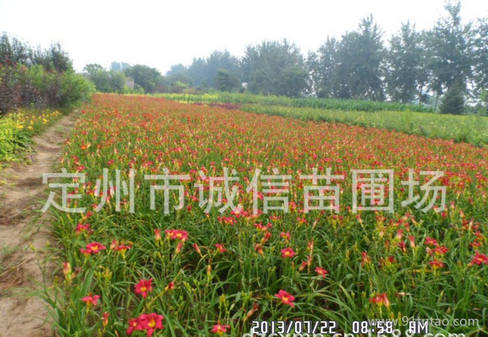 定州苗圃出售草花红运萱草红宝石萱草 河北定州苗圃场萱草价格