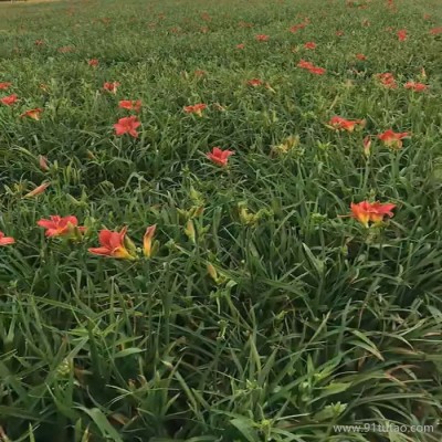 瑞豪 红运萱草 红宝石萱草基地 红宝石萱草种植基地 红宝石萱草批发 红宝石苗