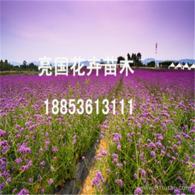金叶榆，潍坊红宝石萱草，请找亮国花卉