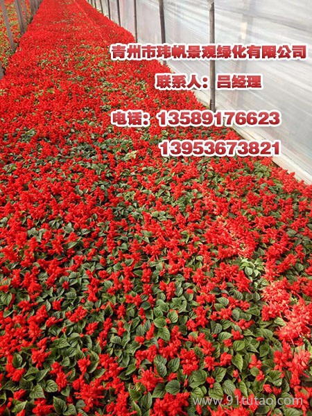青州银行花卉租摆,青州猪笼草花，请到玮帆苗木