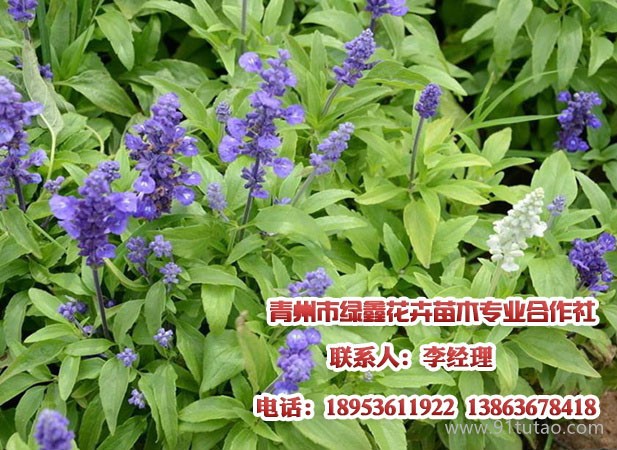 青州猪笼草花，青州彩叶草（黄色）批发，请到青州绿鑫