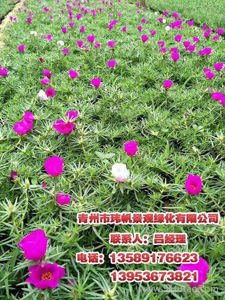 青州猪笼草花,潍坊酒店绿化，请来青州玮帆苗木