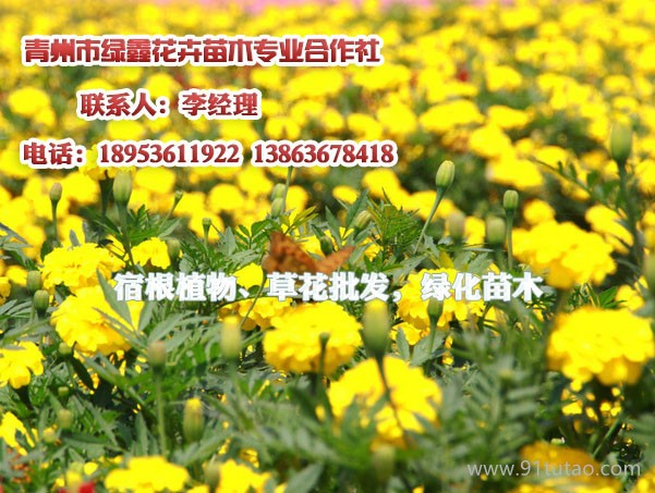 供应猪笼草花，供应薰衣草小苗价格，请到青州绿鑫