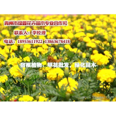 供应猪笼草花，供应薰衣草小苗价格，请到青州绿鑫