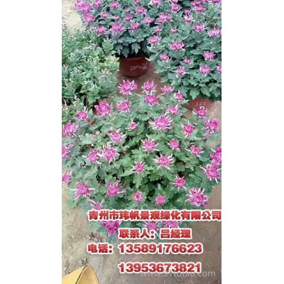 猪笼草花,青州宿根植物，请来青州玮帆苗木