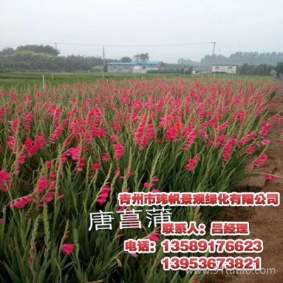 青州酒店景观绿化,猪笼草花，请找青州玮帆苗木