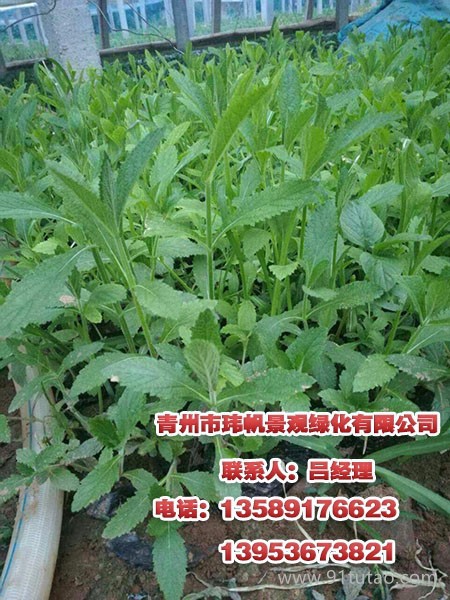绿化公园,青州猪笼草花，请来青州玮帆苗木