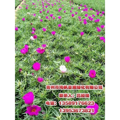 青州绿化花,猪笼草花，请到玮帆苗木