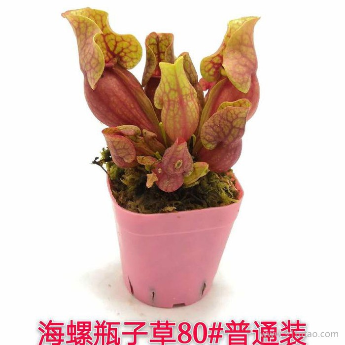卖花郎园艺漳州小盆栽紫色海螺瓶子草 食虫植物-食虫草猪笼草瓶子
