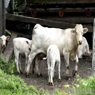 郓城晟成牧业 夏洛莱牛的价格 夏洛莱牛的养殖技术 夏洛莱牛小牛 夏洛莱牛牛犊养殖