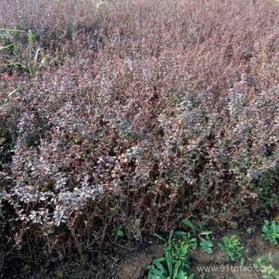 呼和浩特红叶小檗苗种植基地 红叶小檗苗价格 红叶小檗苗批发 30-50公分红叶小檗苗