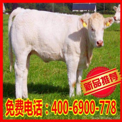 夏洛莱牛养殖 肉牛种牛夏洛莱牛免费送货