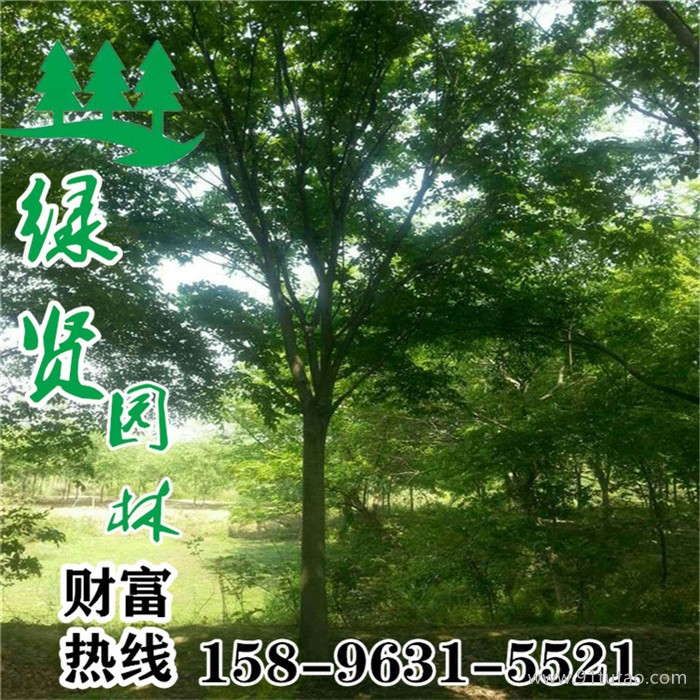 供应优质榉树 红榉树 红榉苗 血榉树苗价格优惠 基地批发采购榉树  各种规格齐全 工程绿化行道专用