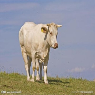 郓城晟成牧业 优质夏洛莱牛 夏洛莱牛优质牛犊 夏洛莱牛纯种小牛犊