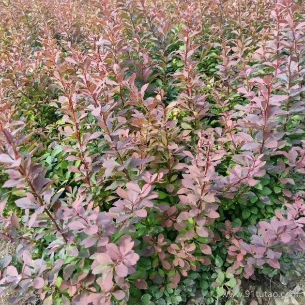 九台红叶小檗苗种植基地 红叶小檗苗价格 红叶小檗苗批发 30-50公分红叶小檗苗