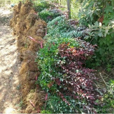 海西红叶小檗种植基地 红叶小檗价格 红叶小檗批发 30-50公分红叶小檗