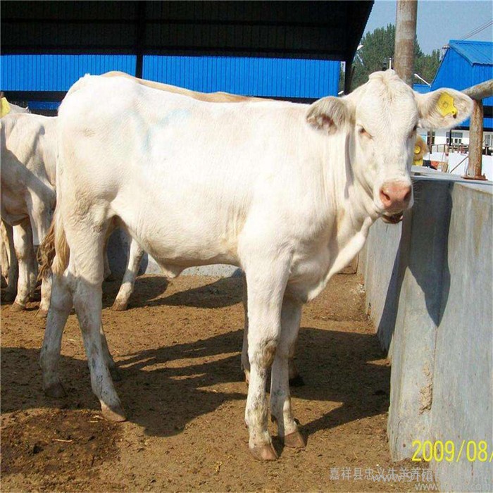 晟成牧业 夏洛莱肉牛养殖养殖场在菏泽郓城