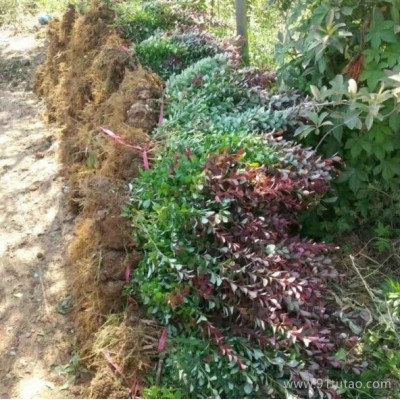 乐陵红叶小檗苗种植基地 红叶小檗苗报价 红叶小檗苗批发 30-50公分红叶小檗苗