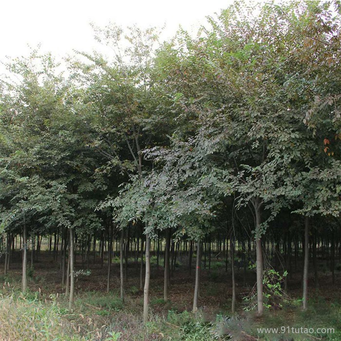 基地直销榉树小苗 绿化苗木 优质红榉树苗 街道庭阴风景树大叶榉 榉树价格