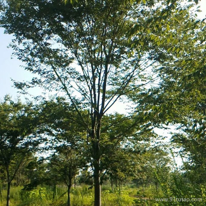 供应江苏精品榉树 红榉树 12公分榉树价格 榉树产地 榉树批发